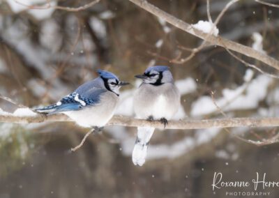 Blue Jays Winter