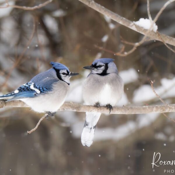 Blue Jays Winter