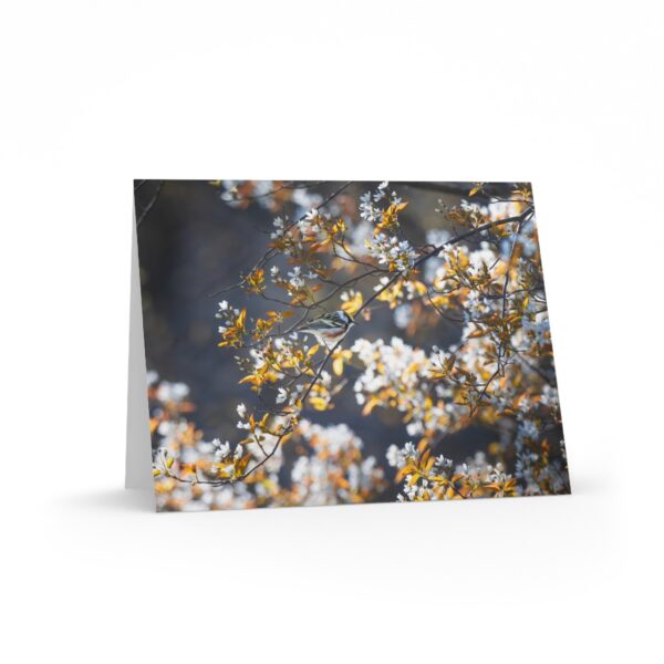 Spring Cherry Blossom Greeting Cards — Bird on Branch (8/16/24 Pack)