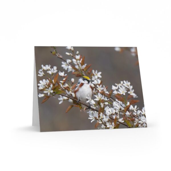 Photo Card Blossoms & Bird — Greeting Cards (8/16/24 Pack)