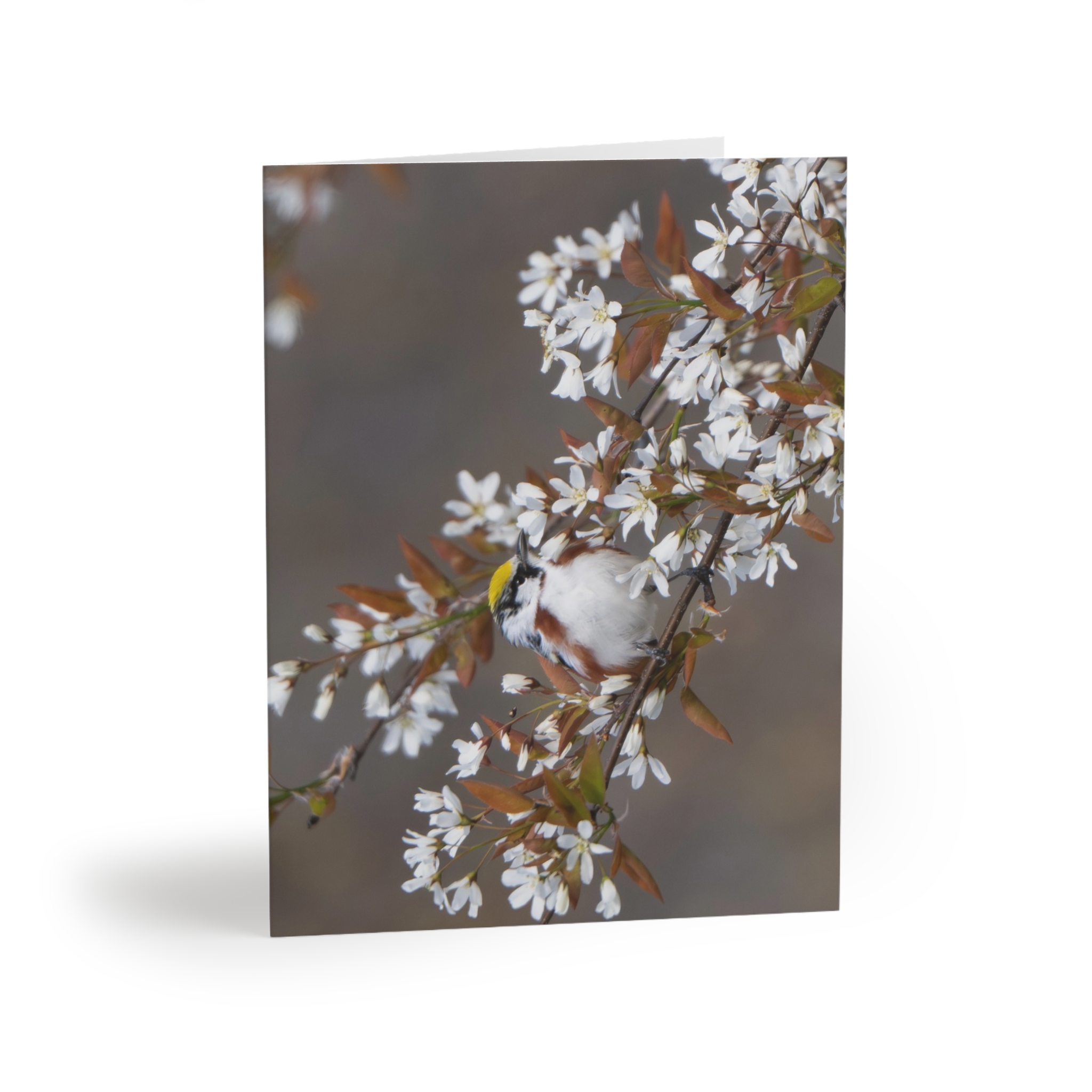 Photo Card Blossoms & Bird — Greeting Cards (8/16/24 Pack) - Image 5