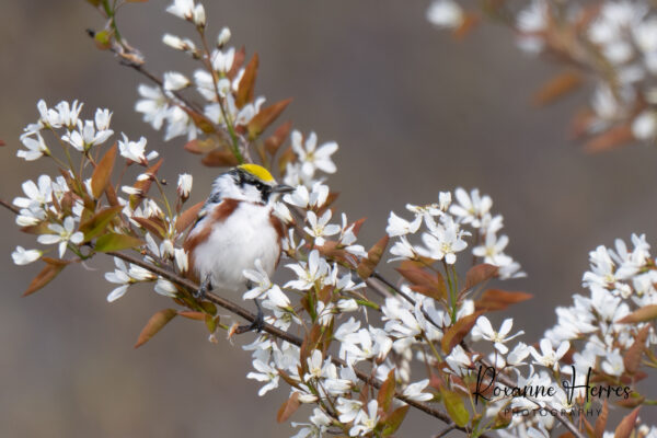 Blossoms and Bird