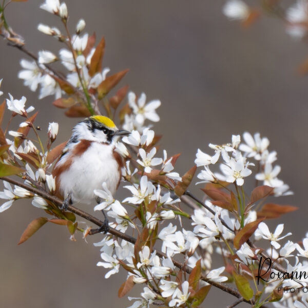 Blossoms and Bird