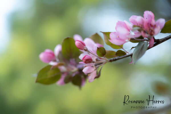 Pink Tree Buds