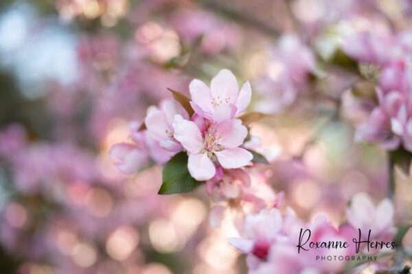 Crab Apple Blossom