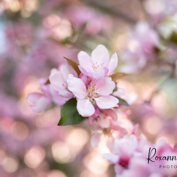 Crab Apple Blossom
