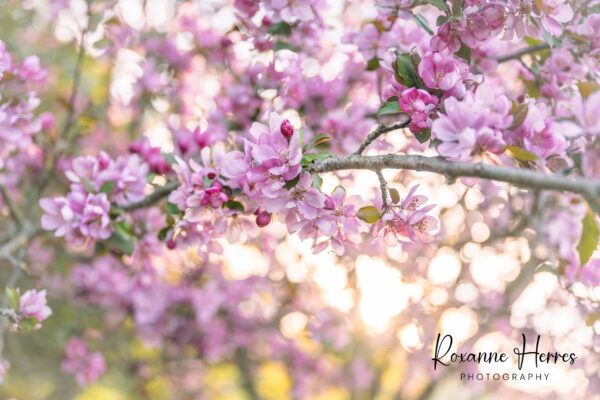 Blooming Spring Branches