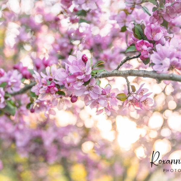Blooming Spring Branches