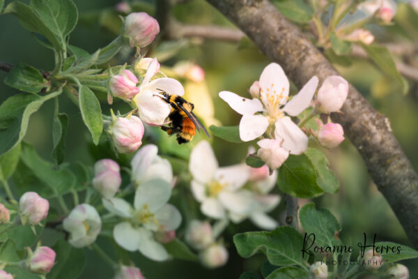 Honey Bee