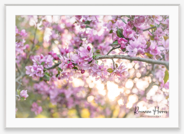 Close-up of Crabapple Blossoms in full bloom, sunlight filtering through delicate pink petals. Blurred background enhances their beauty. "Roxanne Herres Photography" is written in the lower right corner.