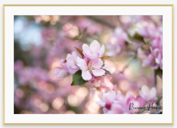 The Framed Blossom Print features a close-up of pink cherry blossoms on a branch, set against a soft-focus background of blooms and greenery. The image has a dreamy feel and is signed "Roxanne Herres Photography" in the lower right corner.